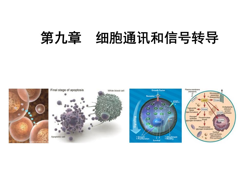 细胞生物学