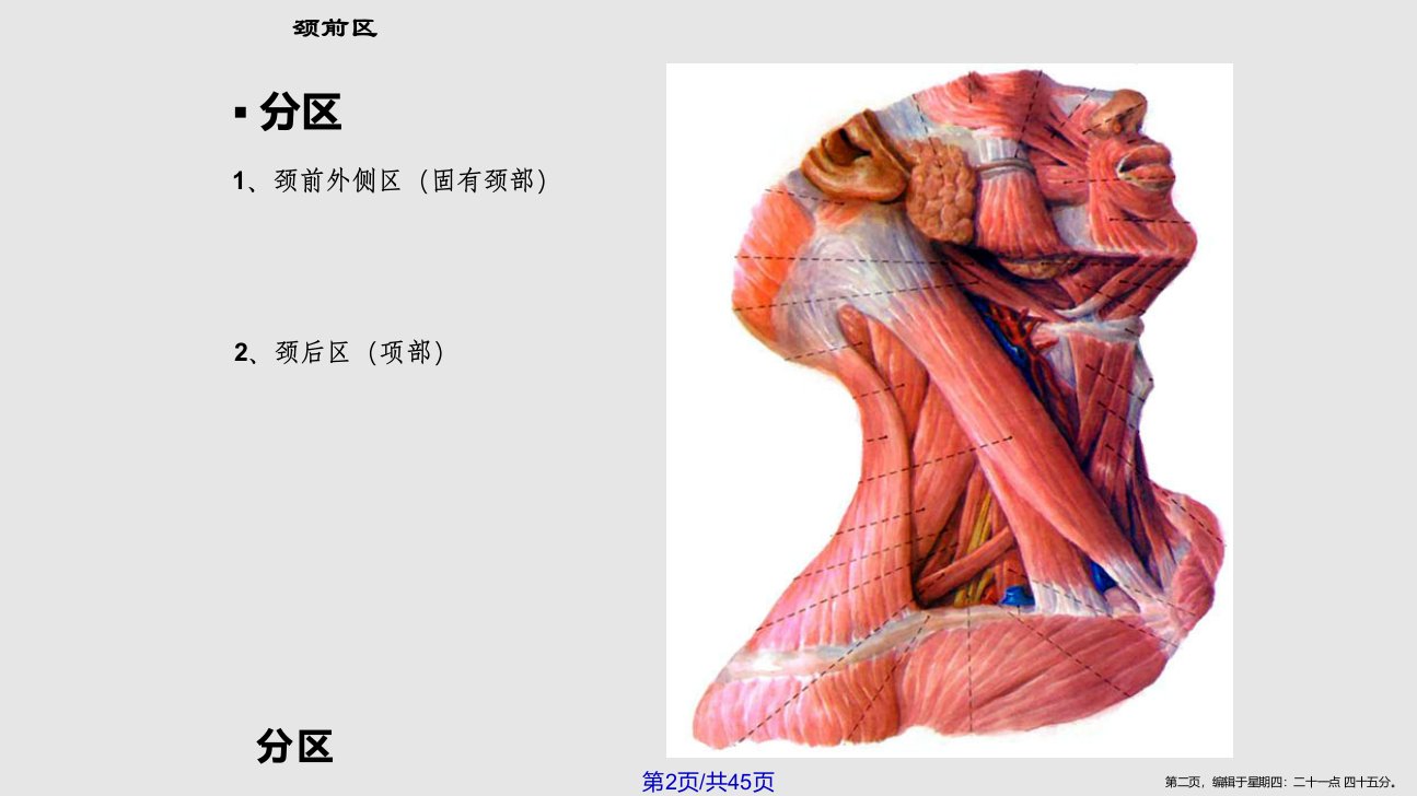 11颈部一1学习教程