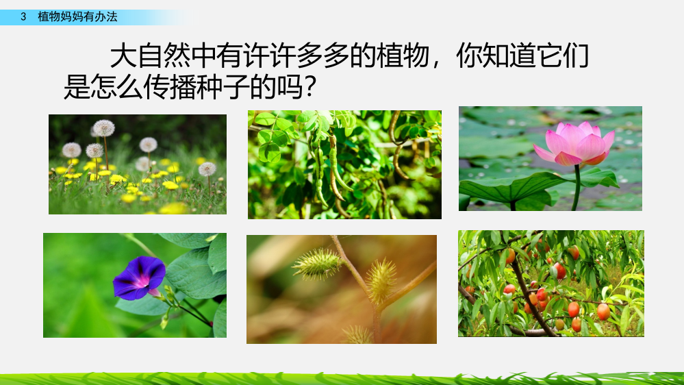 部编版二年级上册语文《植物妈妈有办法》