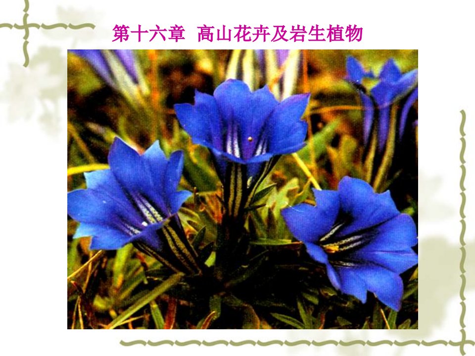 花卉学课件_高山花卉及岩生花卉