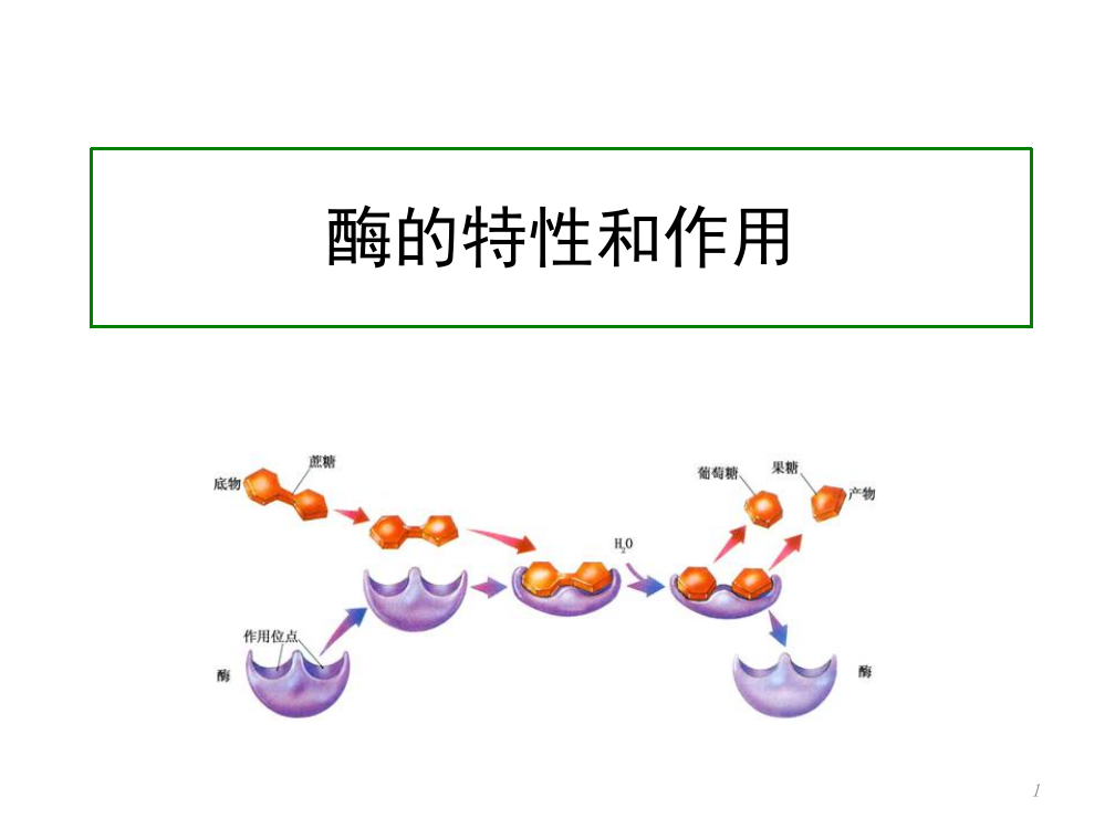 酶的特性和作用ppt课件