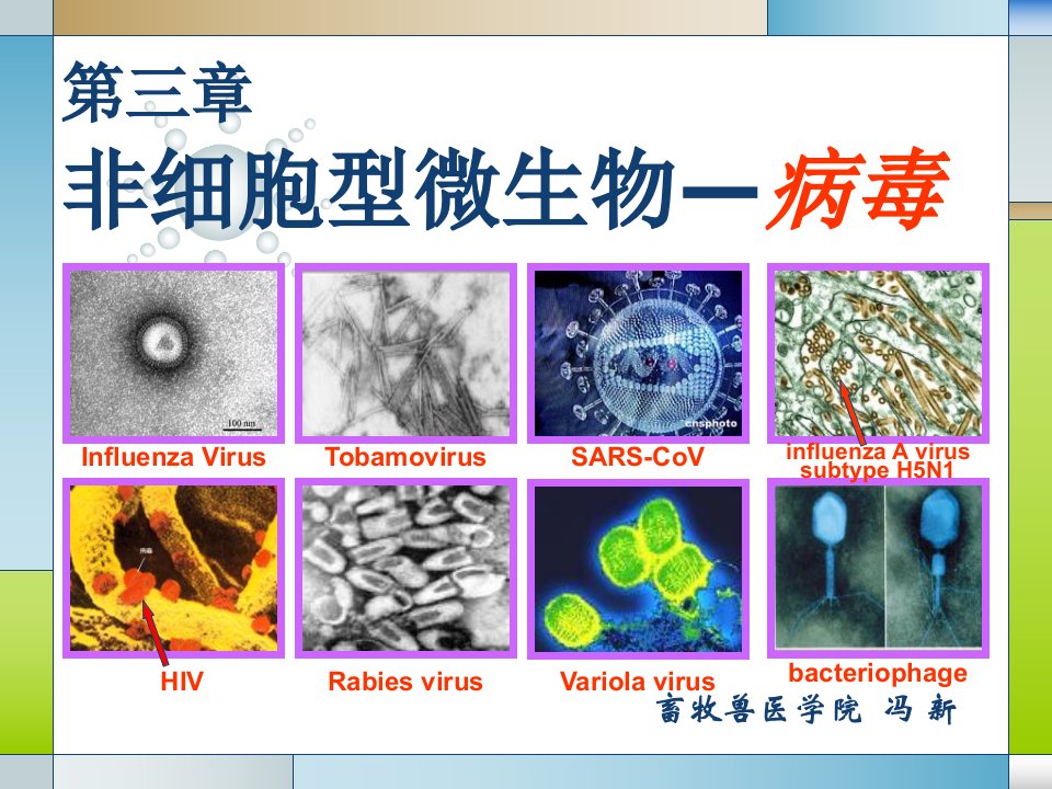 畜牧微生物学第三章非细胞型微生物病毒