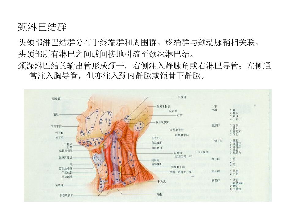 颈淋巴与器官