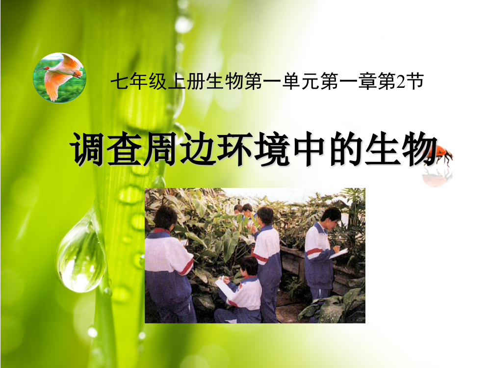 《调查周边环境中的生物》课件