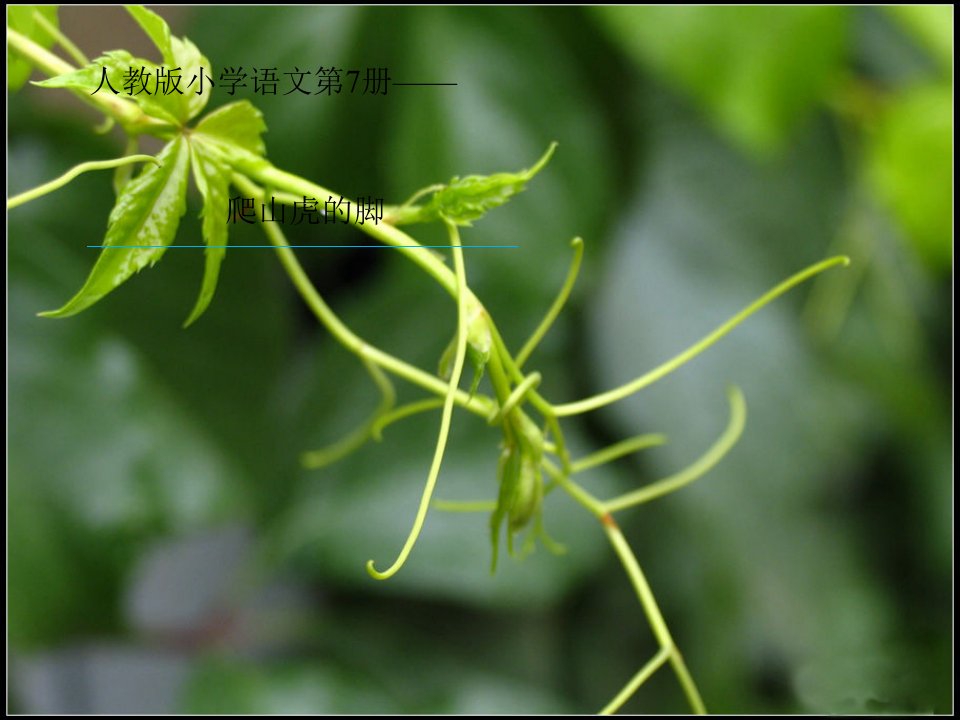 语文人教版四年级上册爬山的脚.《爬山虎的脚》课件