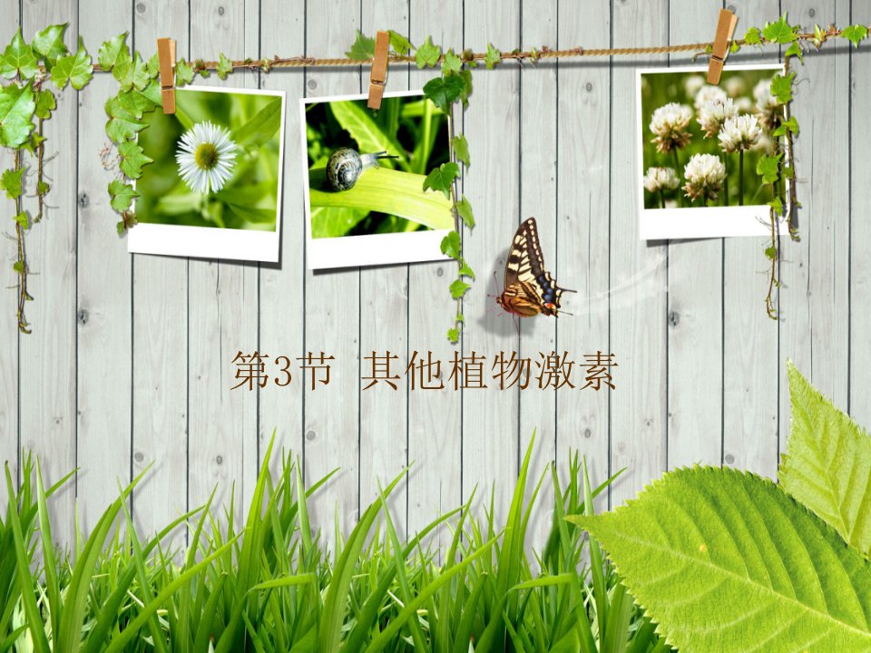 其他植物激素ppt