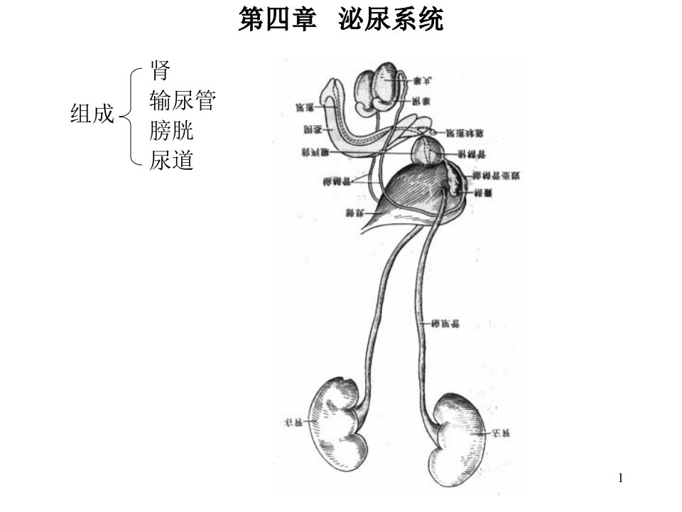 泌尿