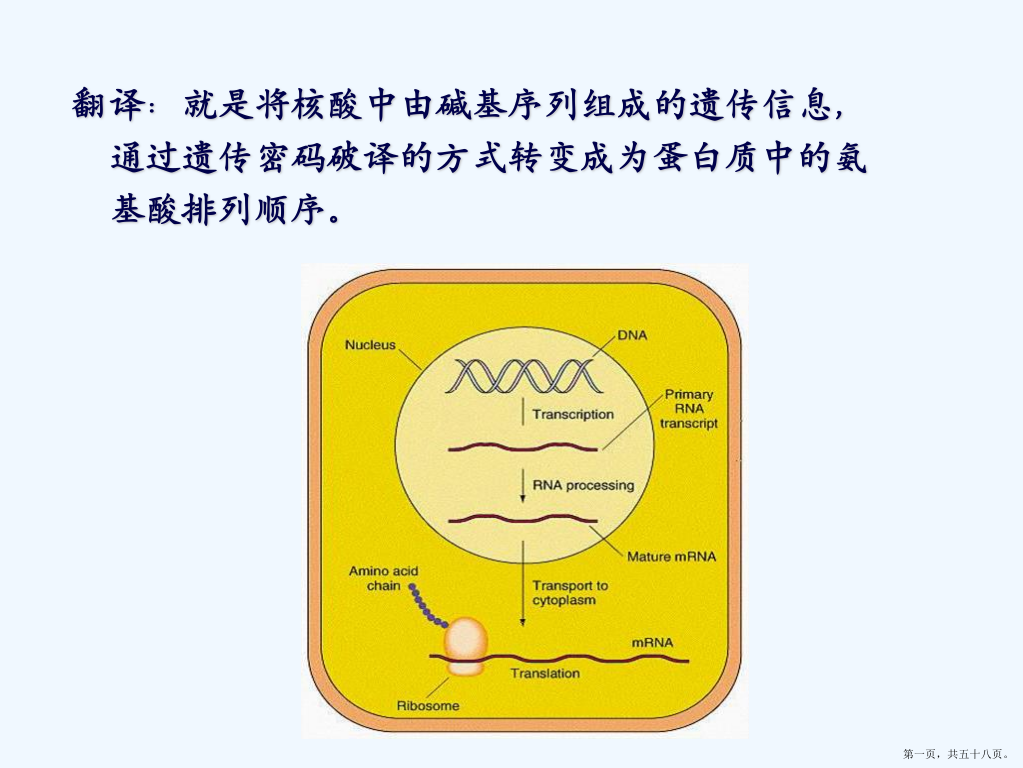 蛋白质的生成