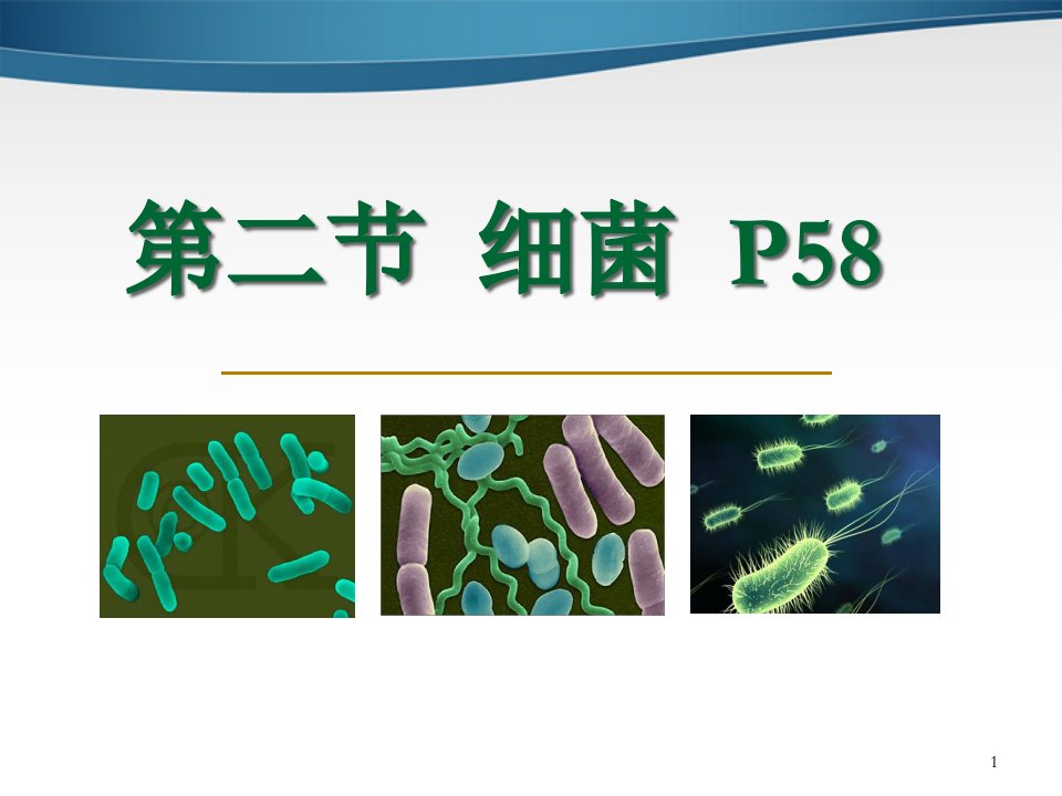 八年级生物上册-《细菌》ppt课件