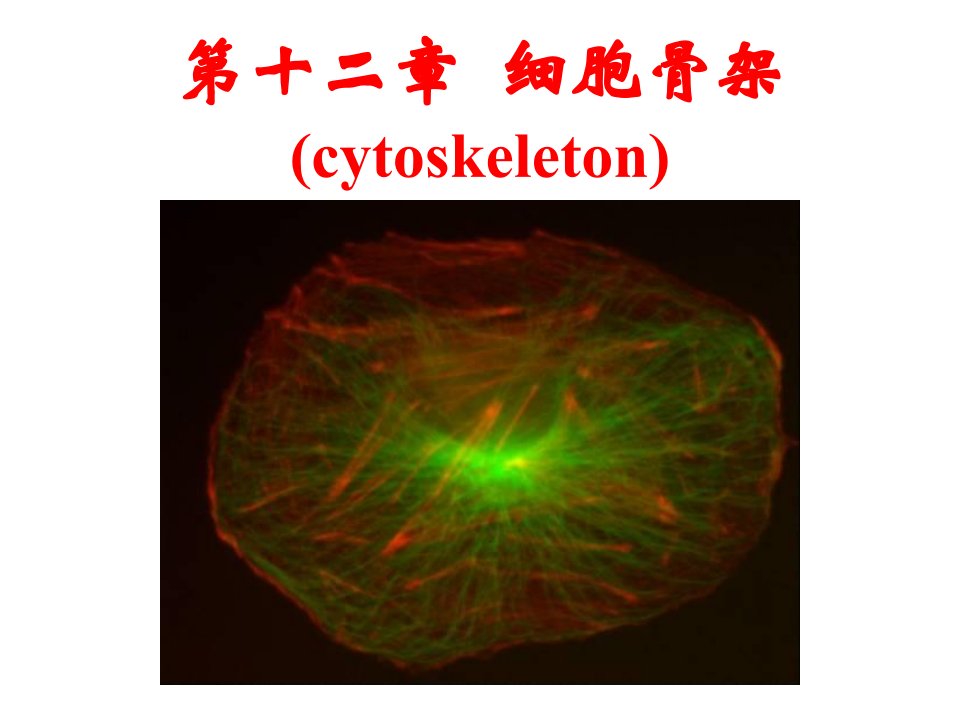 第十二章细胞骨架