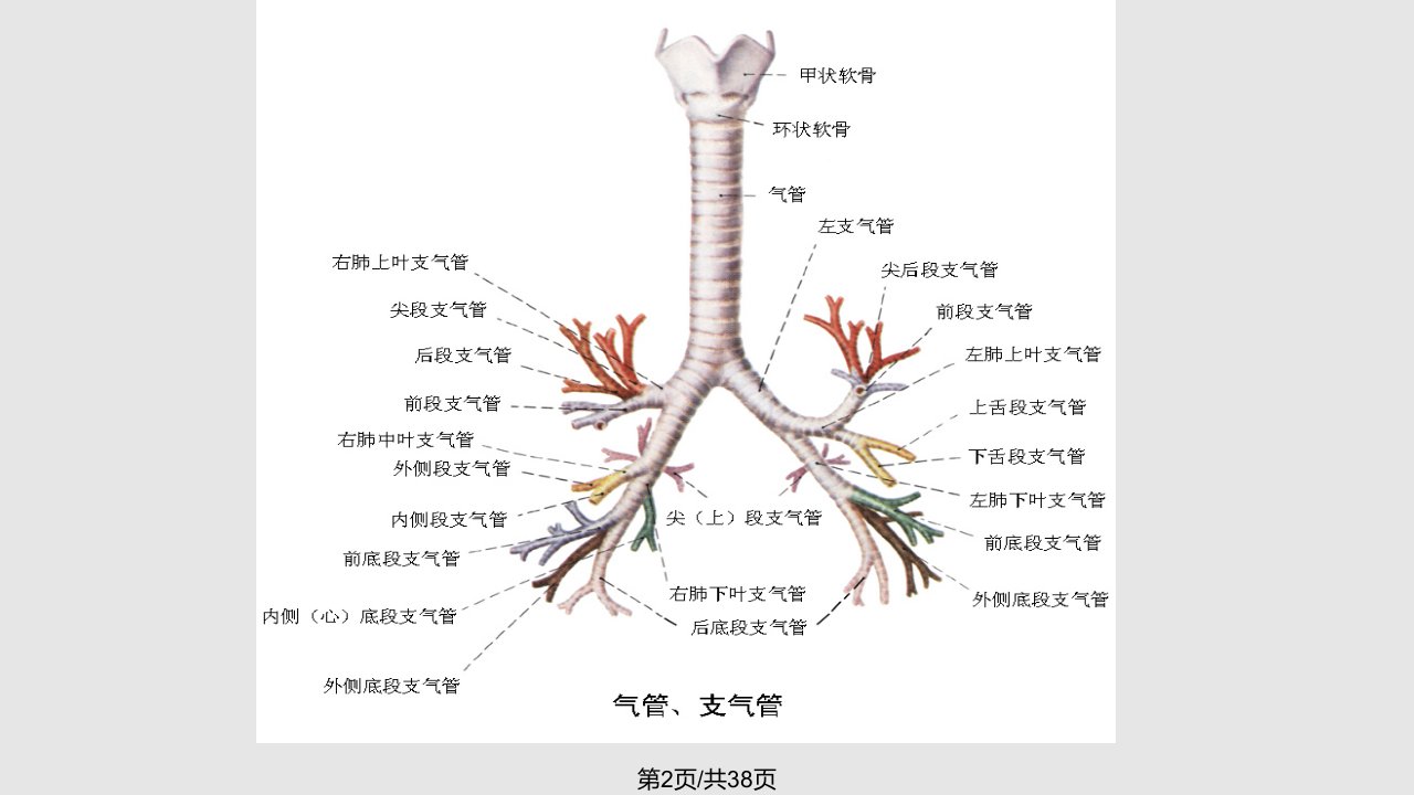 支气管扩张病人的护理课件