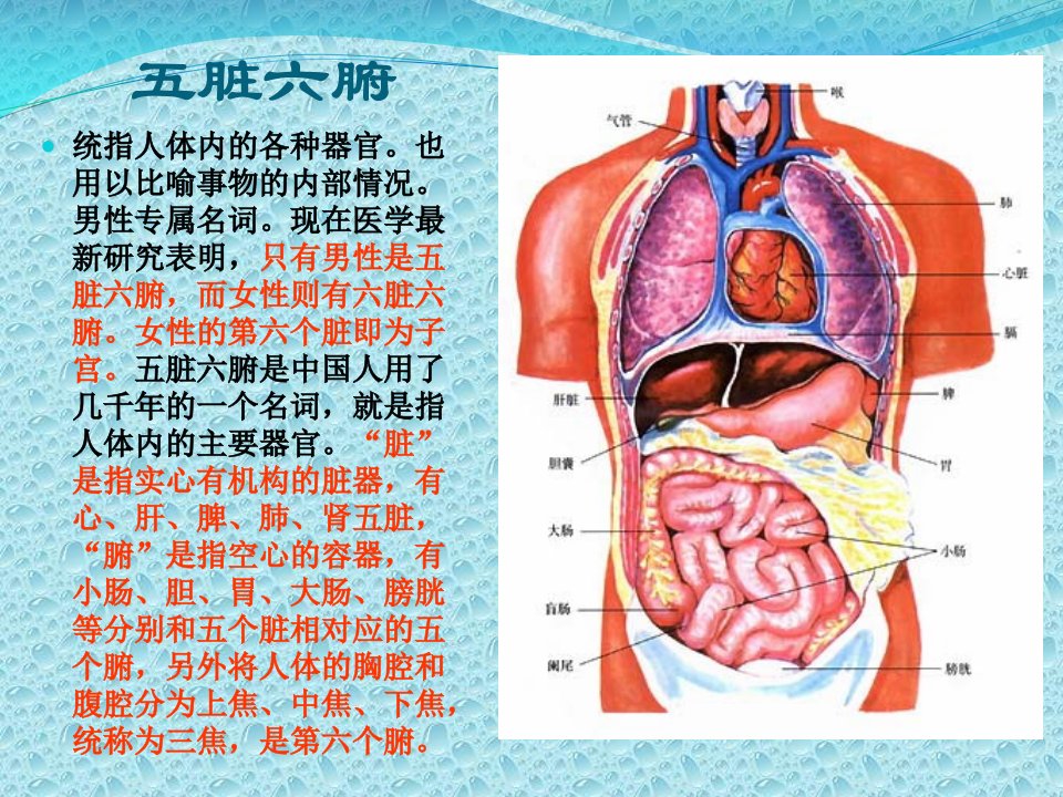 人体器官讲解ppt课件