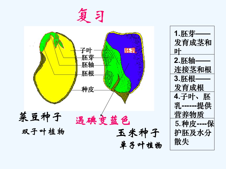 人教初中生物七上《第3单元