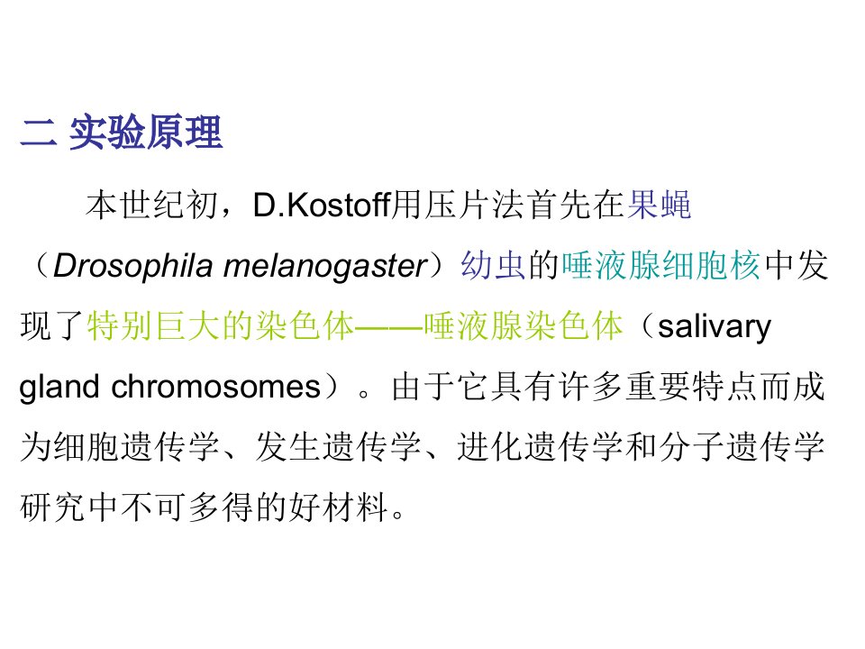 医学专题果蝇唾液腺染色体观察