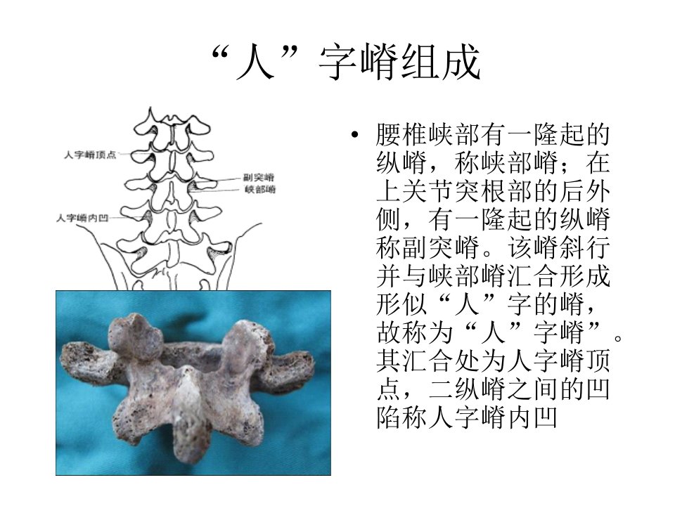 腰椎人字嵴解剖讲义