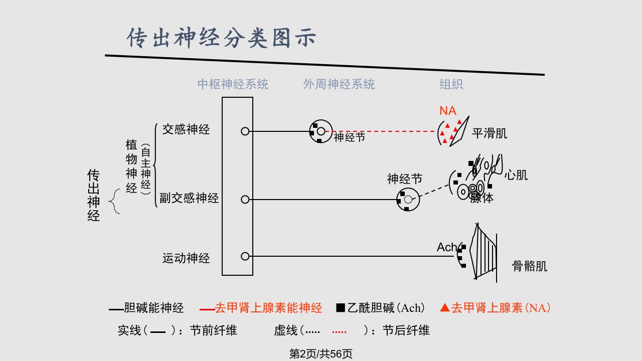 肾上腺素能受体作用药