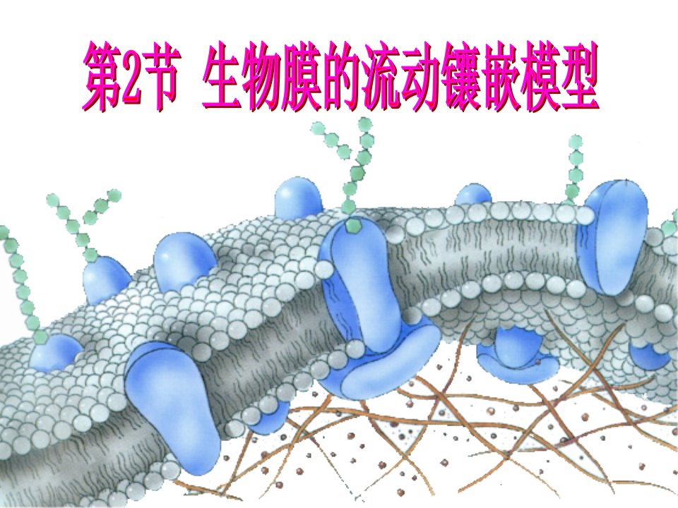 细胞膜的流动镶嵌模型