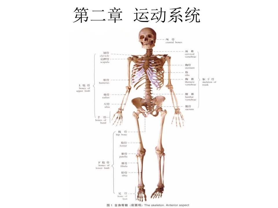 人体解剖学》课件第二章运动系统