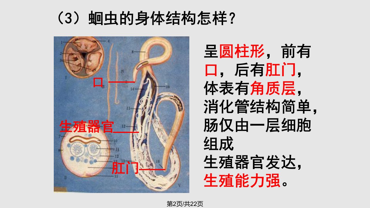 第二节线形动物和环节动物课件