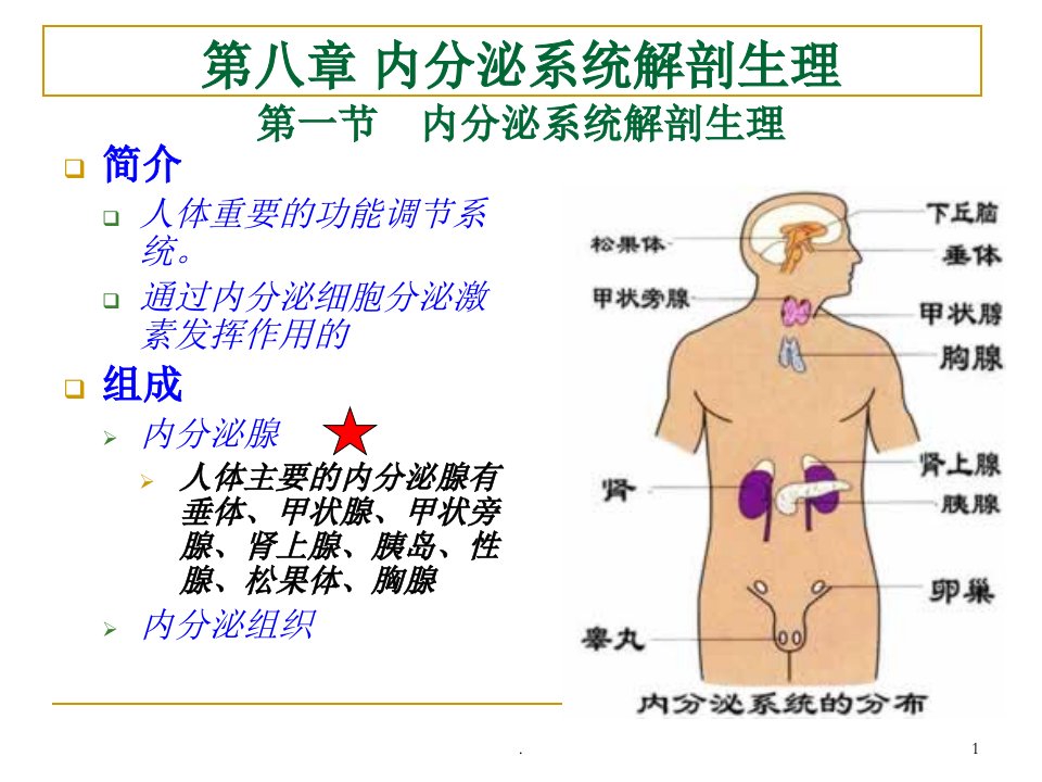 内分泌系统解剖生理PPT课件