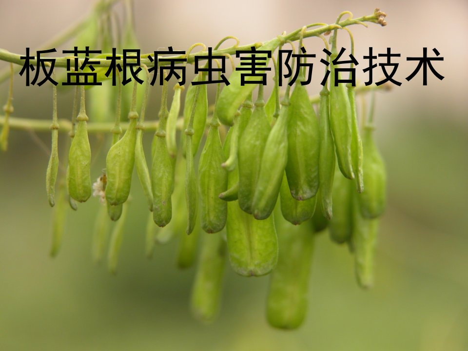 板蓝根病虫害防治技术