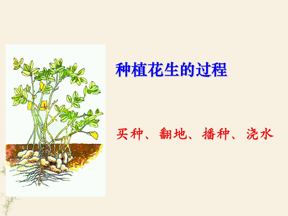 落花生ppt文档课件