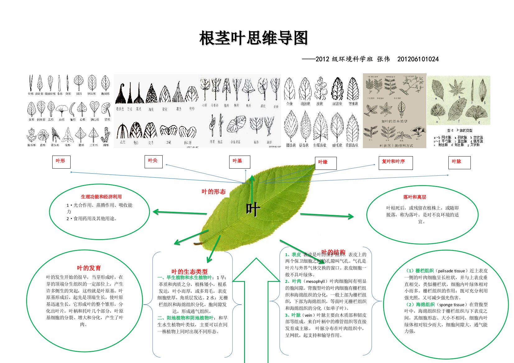 植物学根茎叶结构思维导图