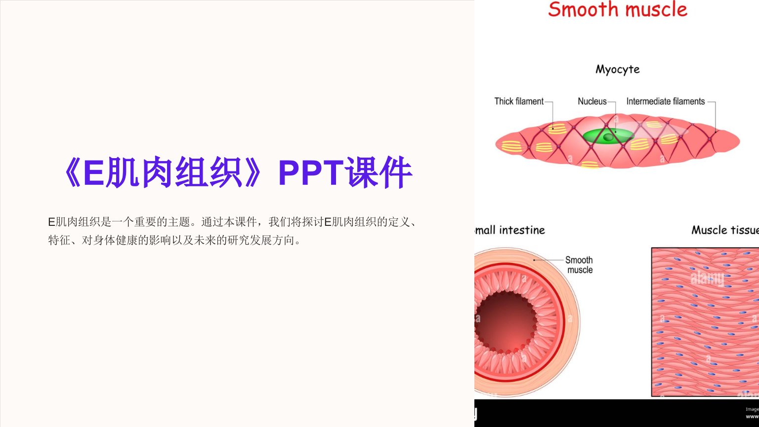 《E肌肉组织》课件