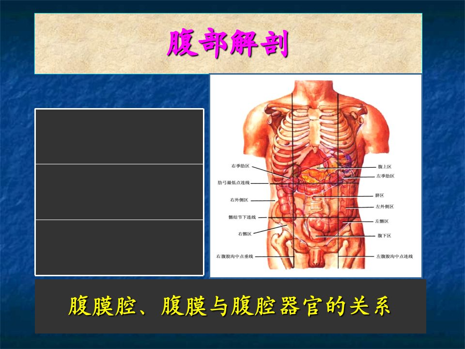 腹部的局部解剖