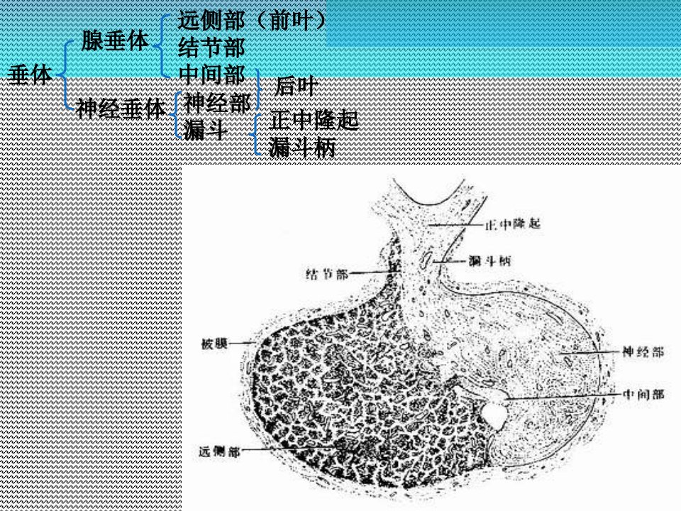 下丘脑与垂体ppt课件