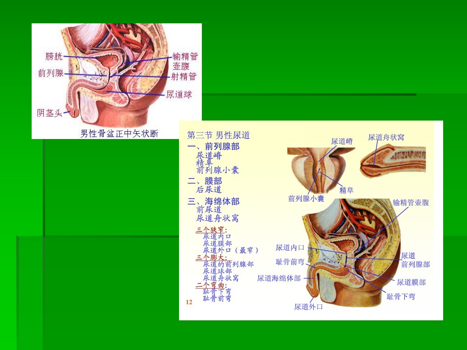 男性尿道解剖幻灯片ppt课件