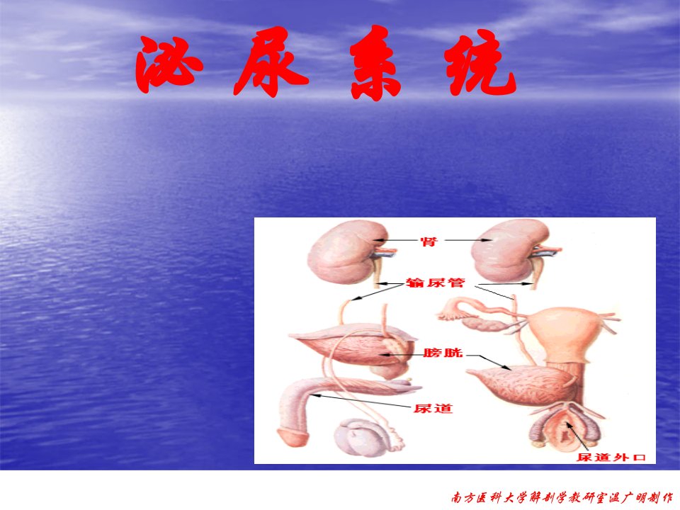 解剖泌尿系统