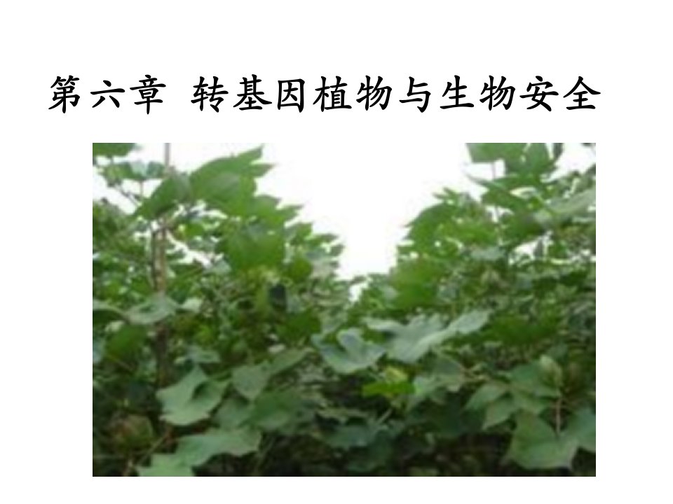 转基因植物与生物安全性