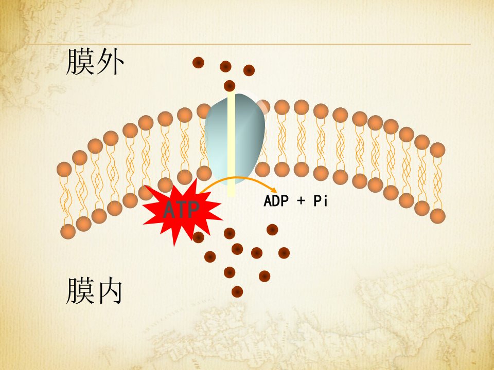 细胞的能量通货ATP