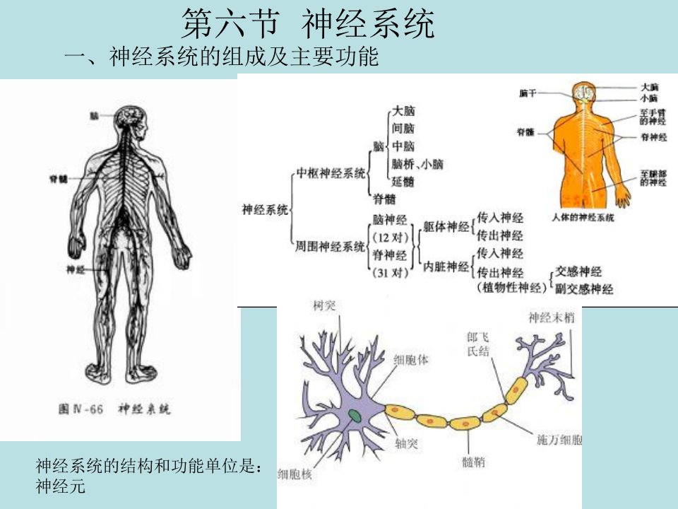 第六节神经系统