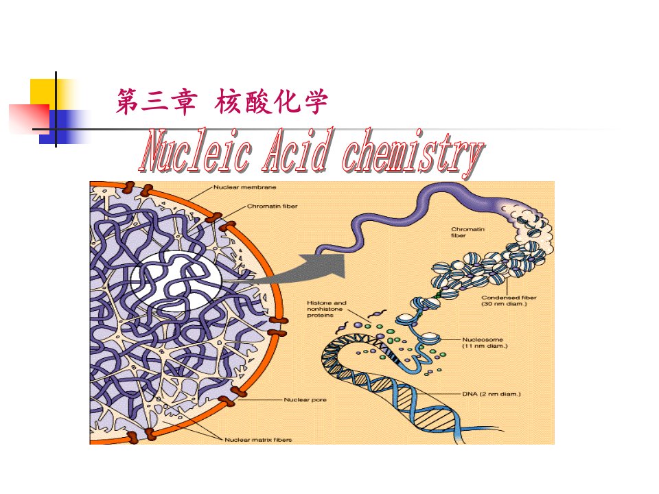 生物化学-第三章核酸化学