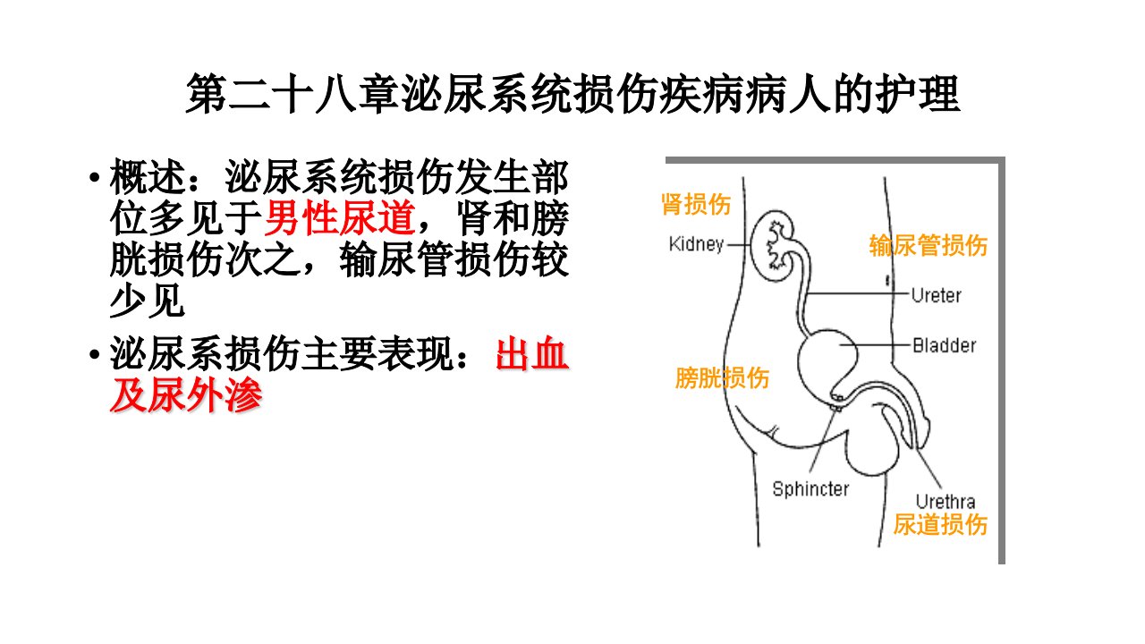 泌尿系统损伤疾病病人的护理课件