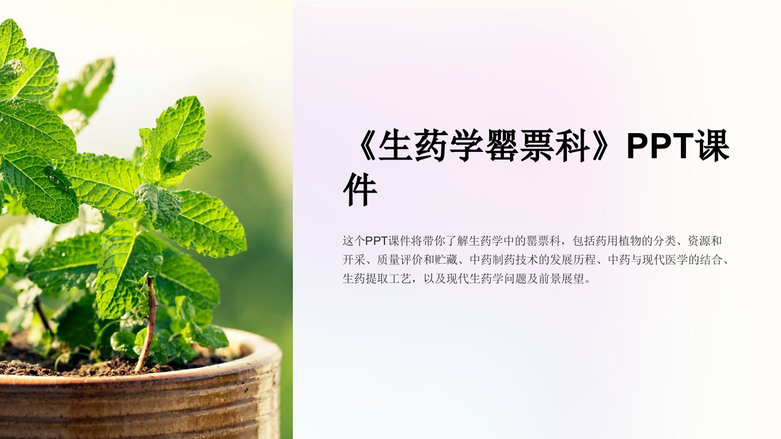 《生药学罂票科》课件