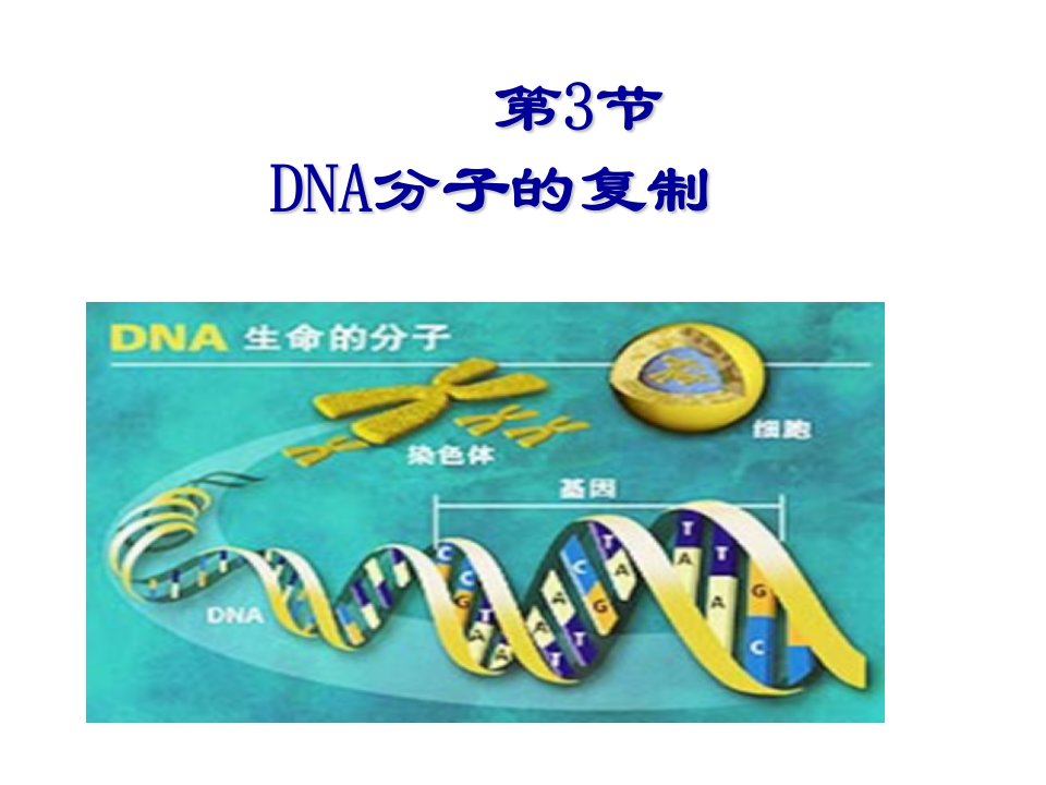 DNA的复制和基因的表达