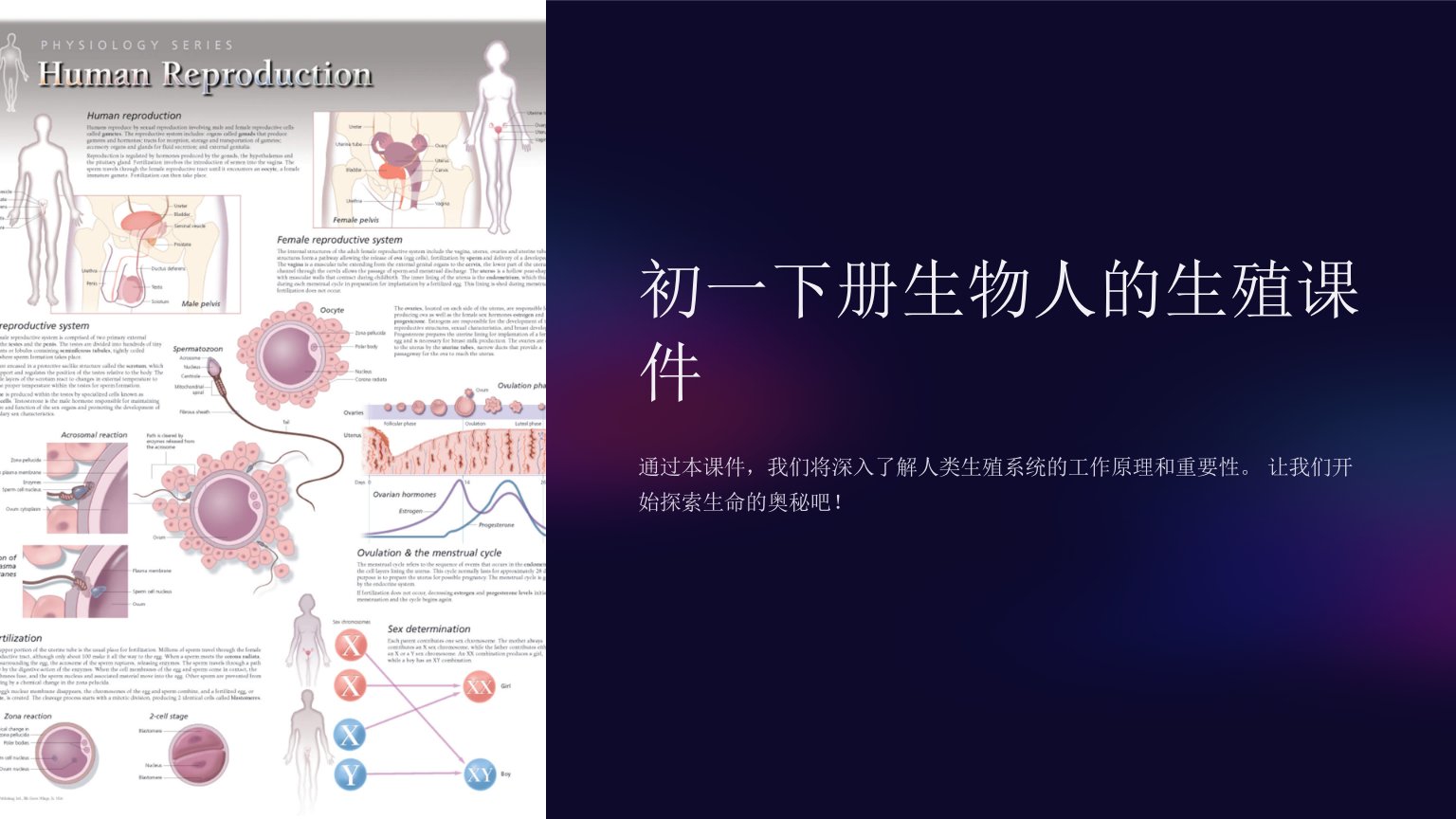 初一下册生物人的生殖课件