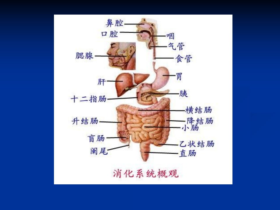 新编消化系统疾病病人的护理课件