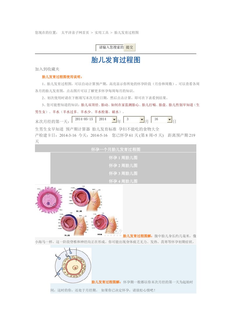 胎儿发育过程图