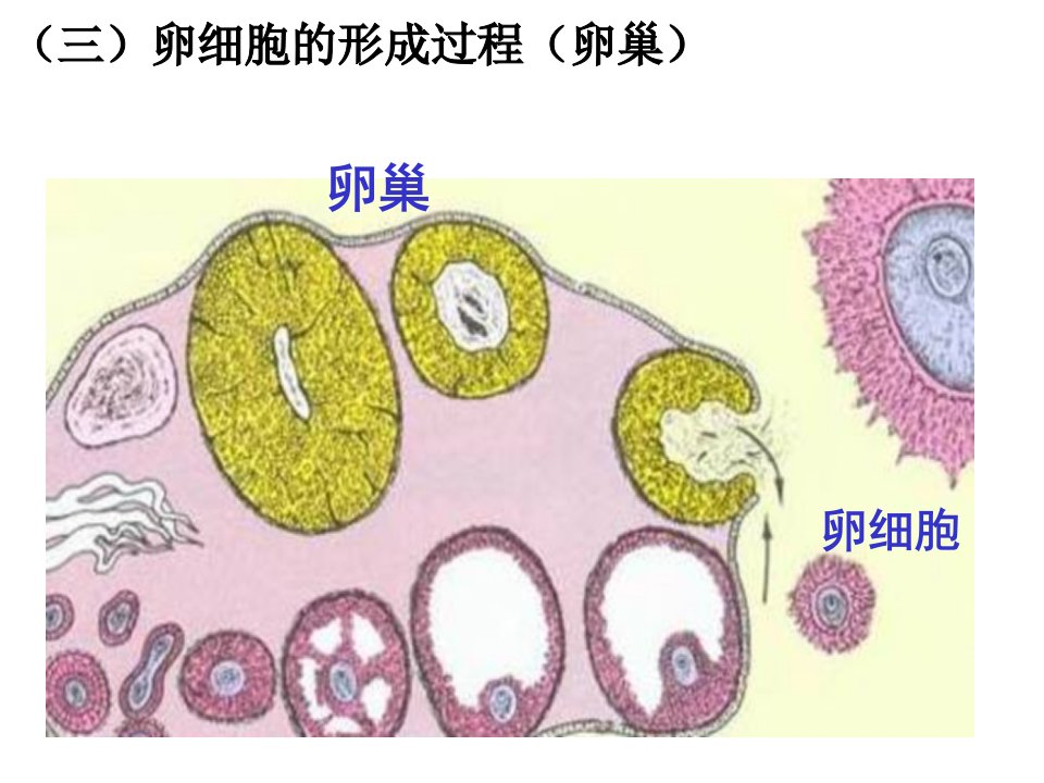 王恒生物专题复习05第五讲细胞减数分裂专题复习卵细胞的形成