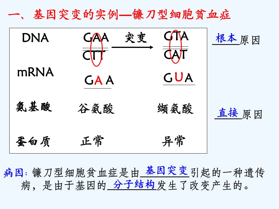 第5章基因突变及其他变异复习课件新版ppt