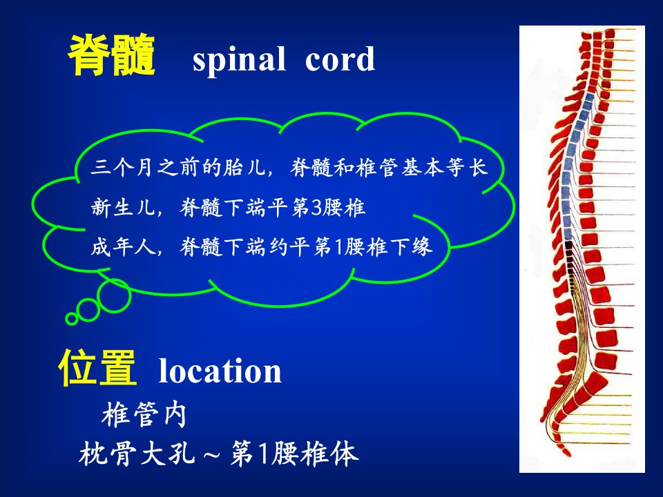 人体解剖学教学课件15脊髓