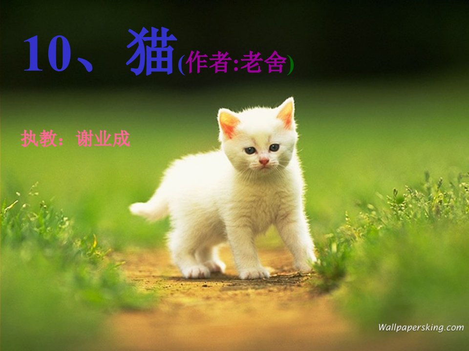 老舍猫优秀ppt课件