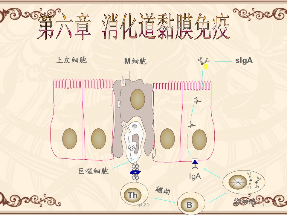 消化道黏膜免疫--课件