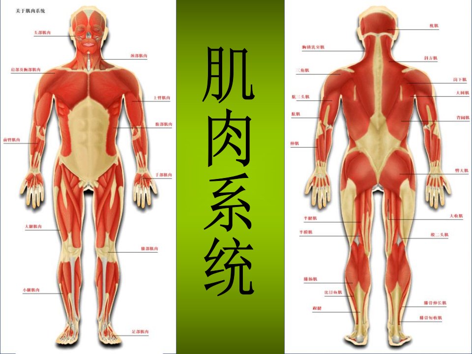 《肌肉系统》PPT课件