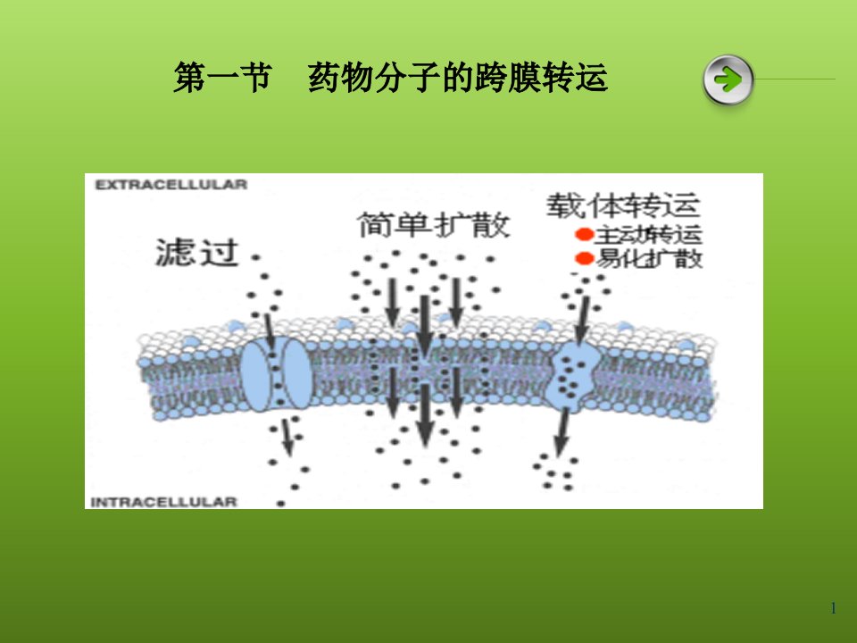 药物代谢动力学课件