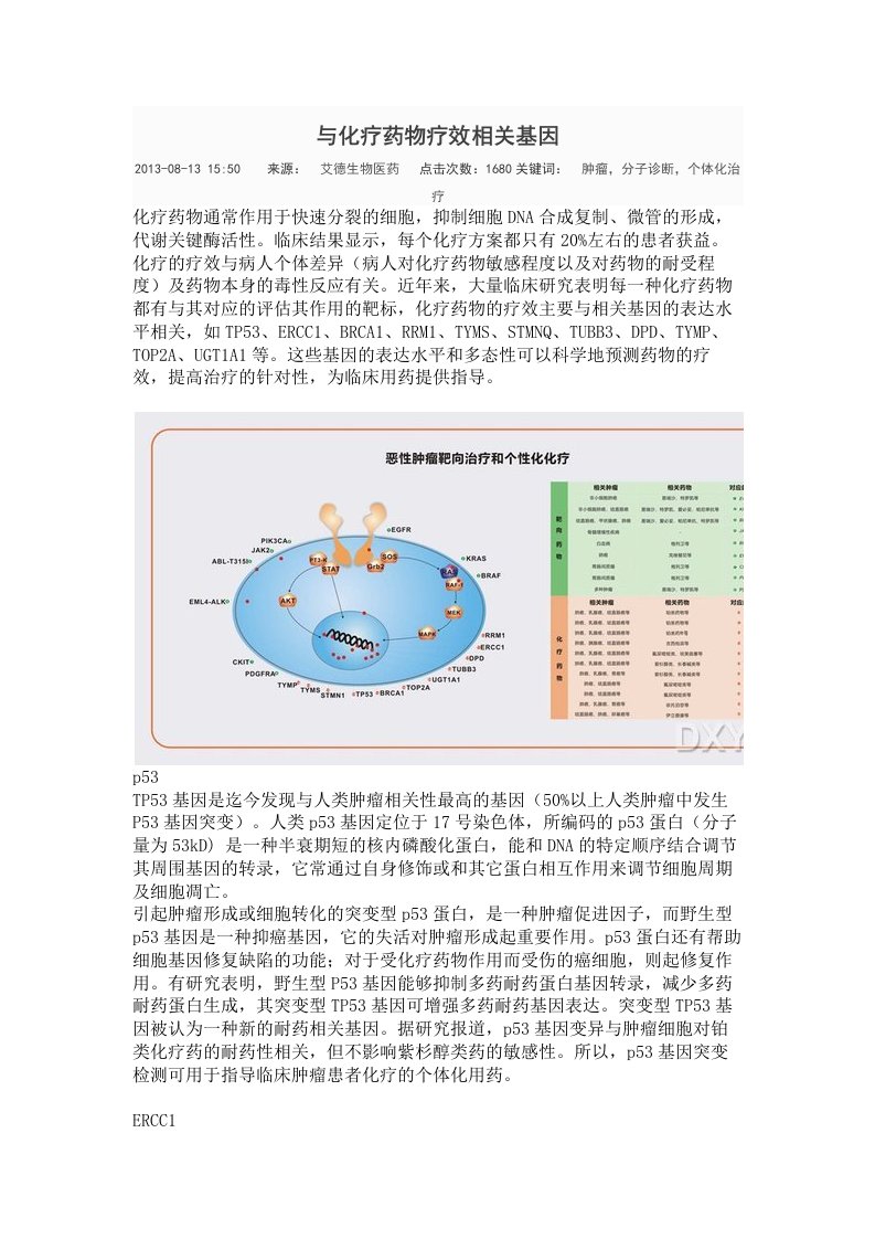 与化疗药物疗效相关基因资料